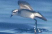 White-faced Storm-Petrel (Pelagodroma marina)